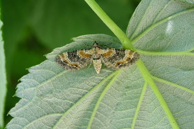 kvetnatka pyšteková Eupithecia linariata