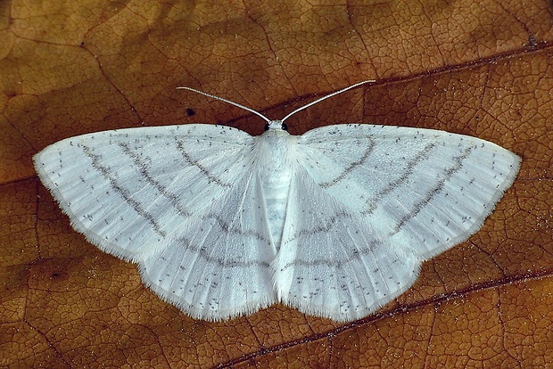 listnatka biela (sk) / světlokřídlec obecný (cz) Cabera pusaria (Linnaeus, 1758)