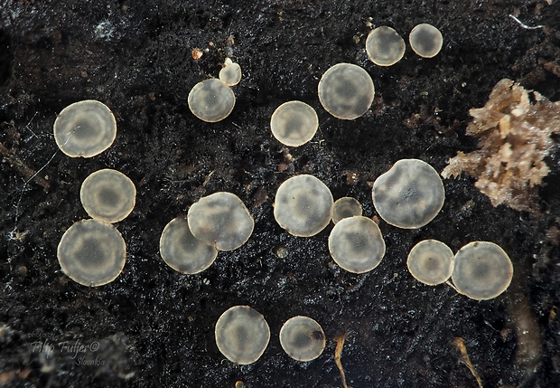 Orbilia dryadum (Velen.) Baral & E. Weber