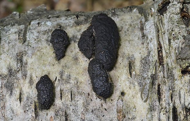 drevovček mnohotvarý Jackrogersella multiformis (Fr.) L. Wendt, Kuhnert & M. Stadler