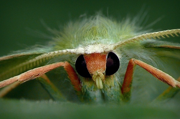 piadivka plamienková (sk) / zelenopláštník plaménkový (cz) Hemistola chrysoprasaria (Esper, 1795)