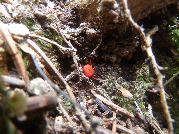 roztočník červený   Trombidium holosericeum  Linnaeus, 1758