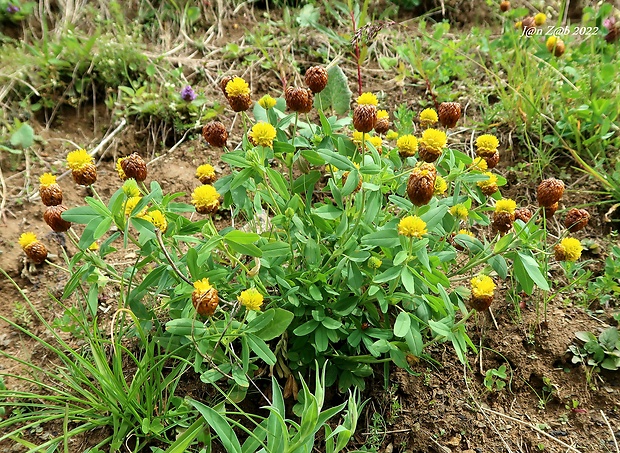 ďatelina hnedá Trifolium badium Schreb.