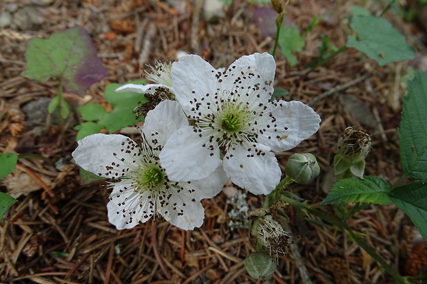 ostružina Rubus sp.