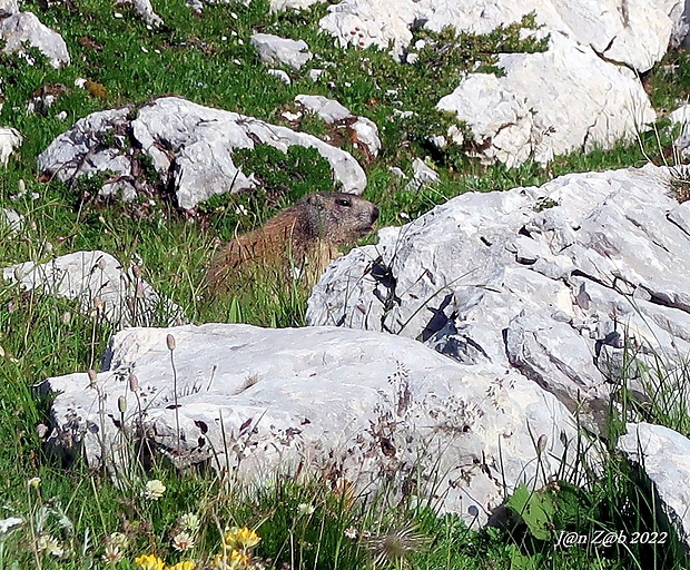 svišť vrchovský alpský  Marmota marmota marmota  Linnaeus, 1758