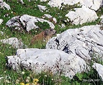 svišť vrchovský alpský 