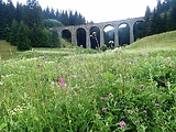 lúka plná kvetov pri viadukte