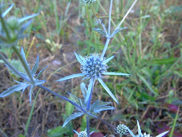 kotúč modrastý Eryngium planum L.