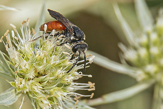 včielka  Sphecodes albilabris