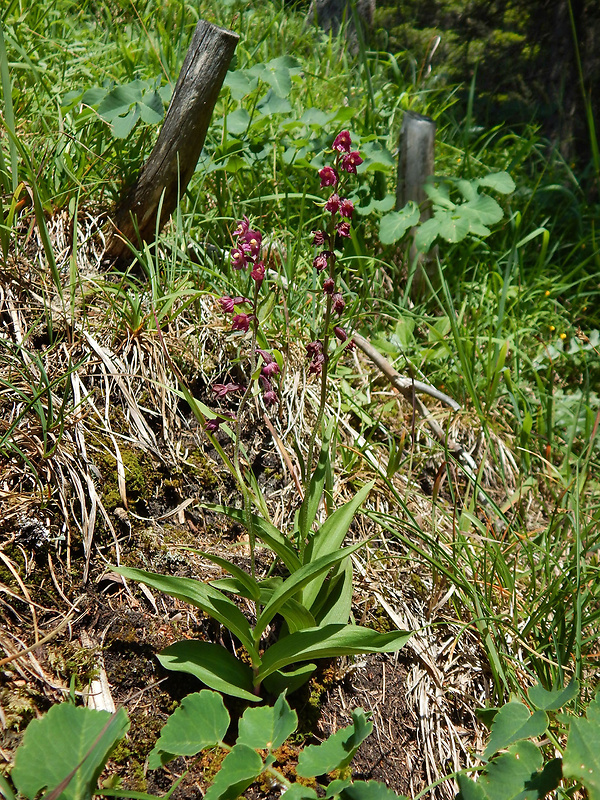 kruštík tmavočervený pravý Epipactis atrorubens subsp. atrorubens (Hoffm.) Besser