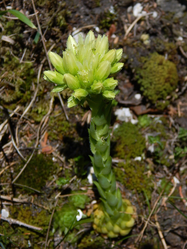 skalničník guľkovitý srstnatý Jovibarba globifera subsp. hirta (L.) J. Parn.