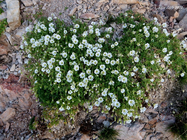 rožec alpínsky Cerastium alpinum L.