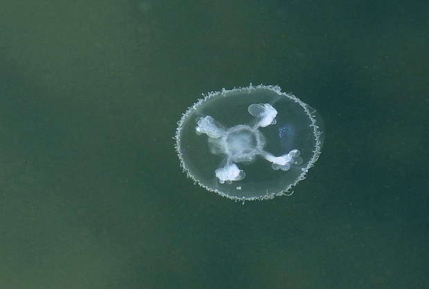 medúzka sladkovodná (sk) / medúzka sladkovodní (cz) Craspedacusta sowerbii (Lankester, 1880)