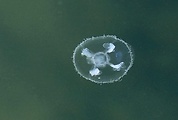 medúzka sladkovodná (sk) / medúzka sladkovodní (cz)