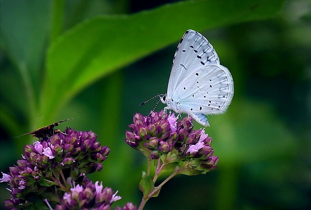 modráčik krušinový (sk) / modrásek krušinový (cz) Celastrina argiolus (Linnaeus, 1758)