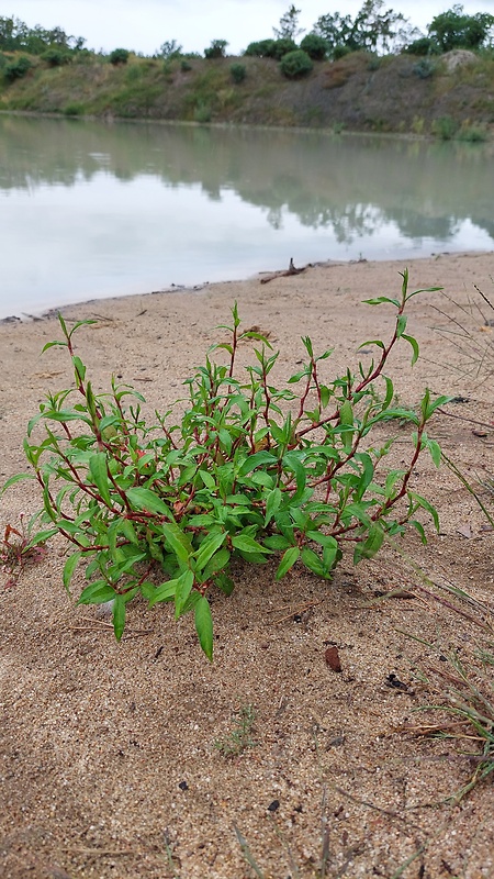 horčiak štiavolistý Brittingerov - biotop Persicaria lapathifolia subsp. brittingeri (Opiz) Soják