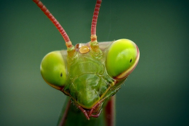 modlivka zelená (sk) / kudlanka nábožná (cz) Mantis religiosa (Linnaeus, 1758)