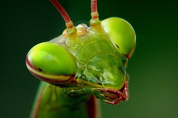 modlivka zelená (sk) / kudlanka nábožná (cz) Mantis religiosa (Linnaeus, 1758)