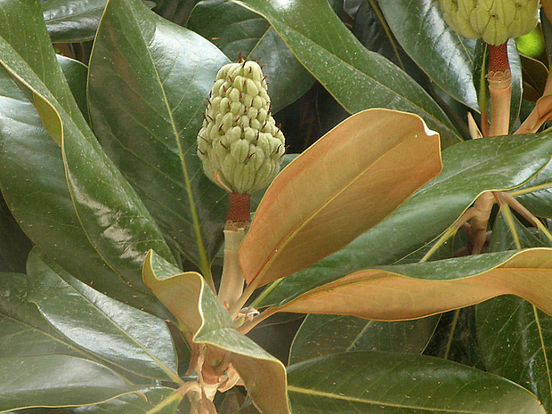 magnólia Magnolia grandiflora