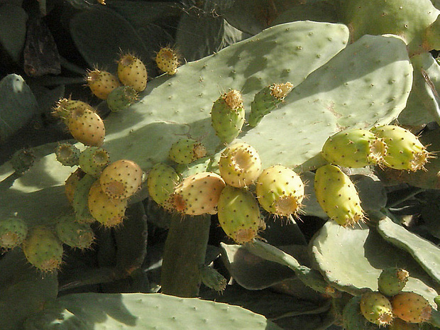 opuncia figová Opuntia ficus-indica (L.) Mill.
