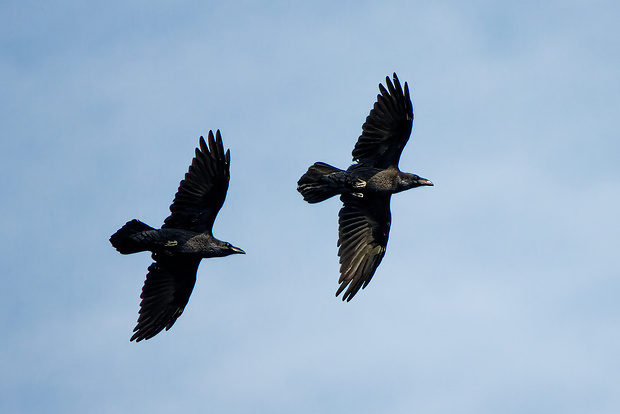 krkavec čierny  Corvus corax
