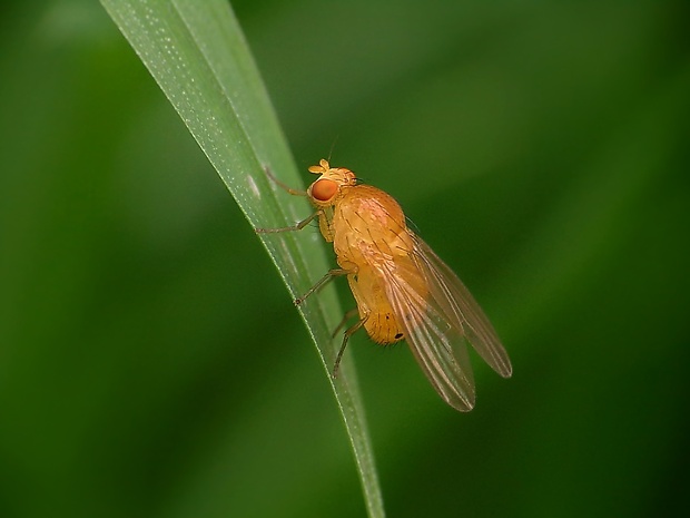 tieňovka Sapromyza sexpunctata
