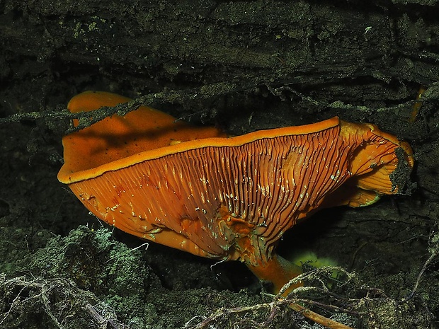 líška oranžová Hygrophoropsis aurantiaca (Wulfen) Maire