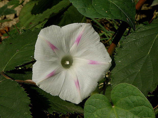 povojník purpurový Pharbitis purpurea (L.) Voigt