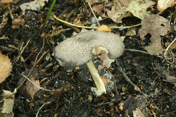 hodvábnica sivoolivová Entoloma querquedula (Romagn.) Noordel.