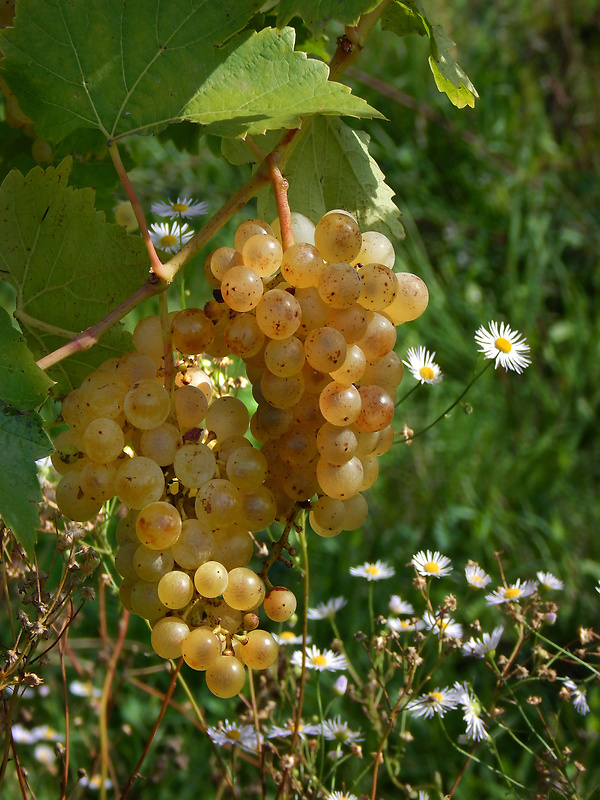 vinič hroznorodý Vitis vinifera L.