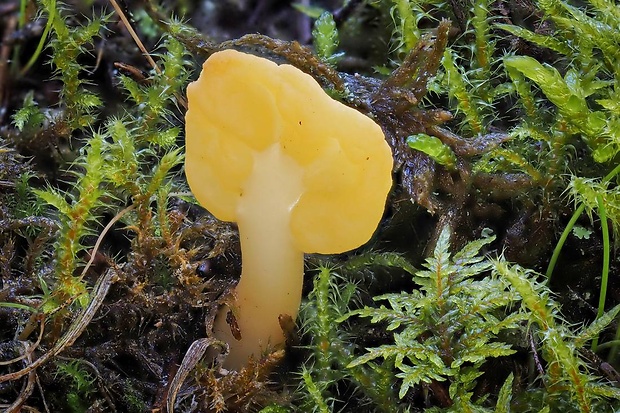 lopatička žltkastá Spathularia flavida Pers.