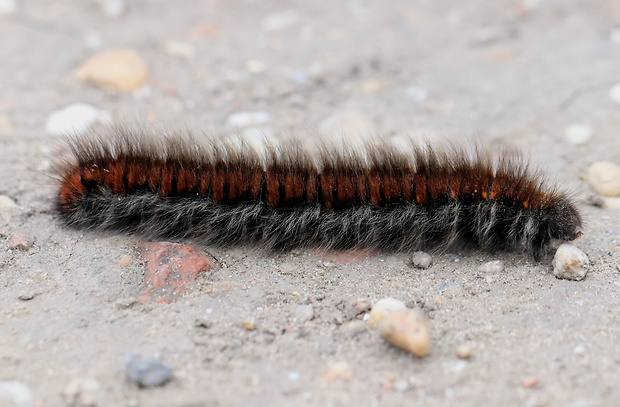 priadkovec černicový  Macrothylacia rubi