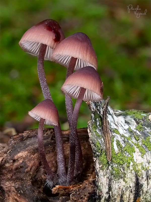 prilbička krvavomliečna Mycena haematopus (Pers.) P. Kumm.