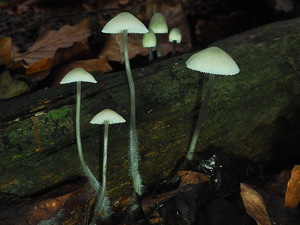 prilbička olivovožltá Mycena arcangeliana Bres.