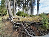 dutohlávka - biotop