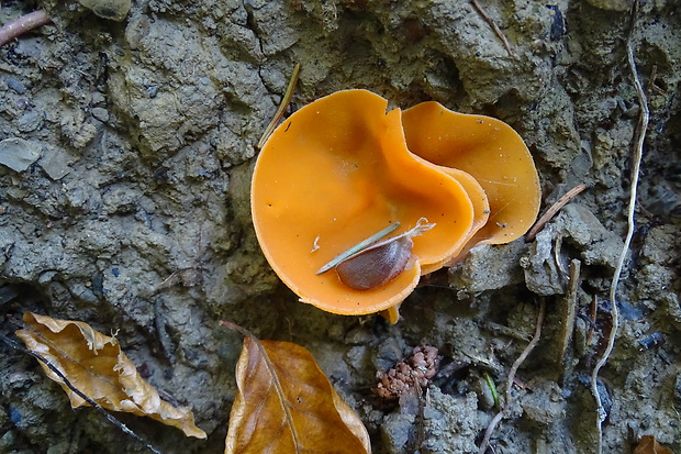 tanierovka oranžová  Aleuria aurantia (Pers.) Fuckel