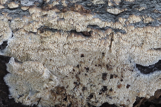 ihlohubka voňavá Mycoacia nothofagi (G. Cunn.) Ryvarden