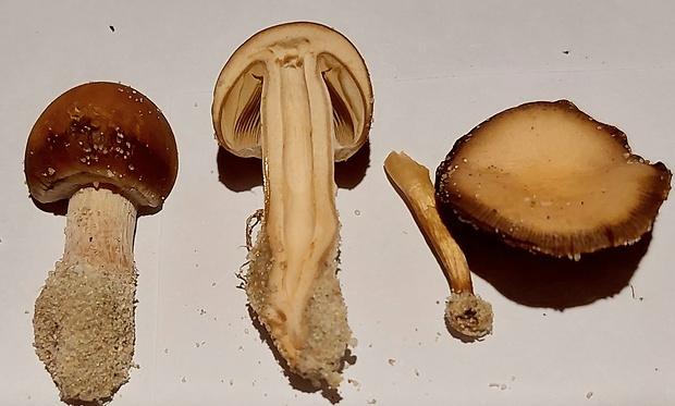 drobuľka pieskomilná? Psathyrella cf.ammophila (Durieu & Lév.) P.D. Orton
