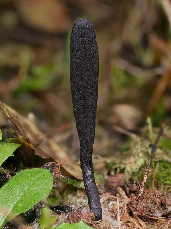 jazýček Geoglossum cookeanum Nannf.