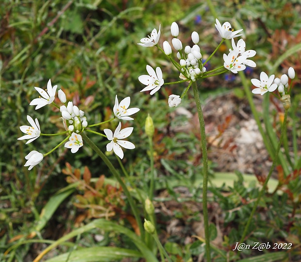 cesnak ochlpený Allium subhirsutum L.