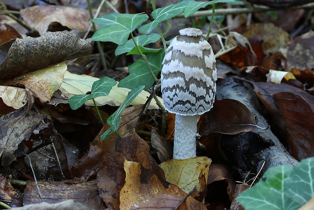 hnojník strakatý Coprinopsis picacea (Bull.) Redhead, Vilgalys & Moncalvo