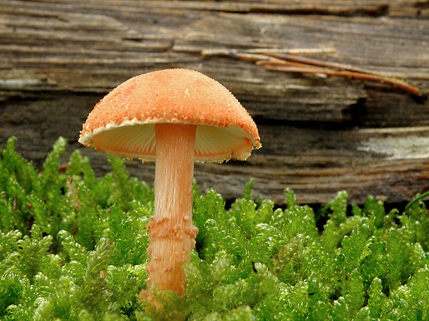 zrnivka Cystoderma sp.