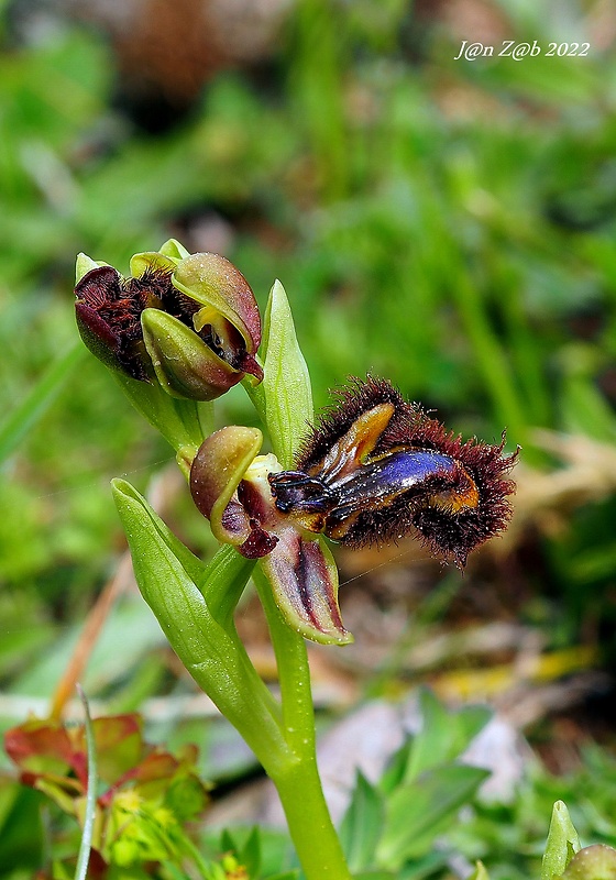 hmyzovník Ophrys speculum Link