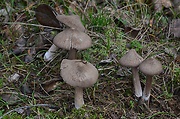 hodvábnica porfýrová