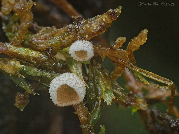 Chromocyphella muscicola  (Fr.) Donk