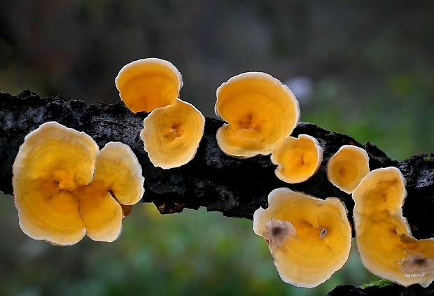 pevník žltnúci Stereum subtomentosum Pouzar