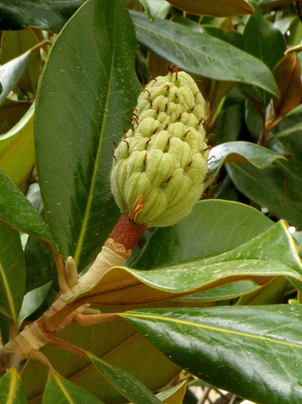magnólia  Magnolia grandiflora