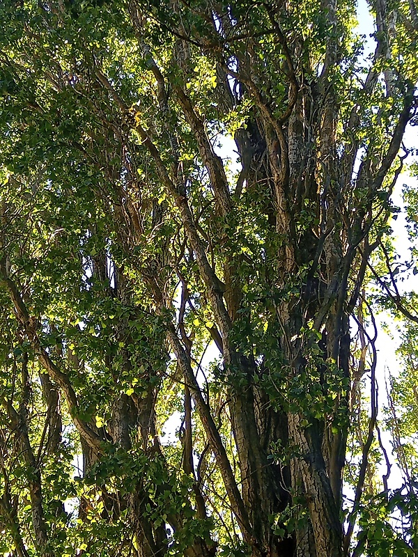 topoľ čierny Populus nigra L.