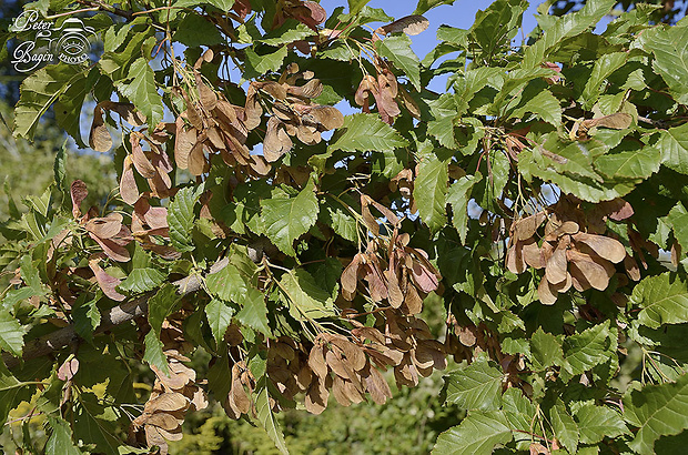 javor tatarský Acer tataricum L.
