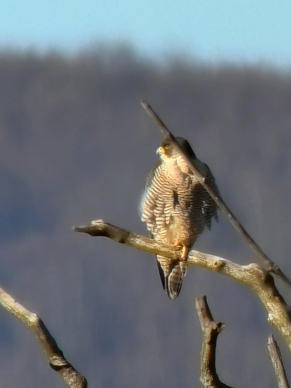 sokol sťahovavý Falco peregrinus